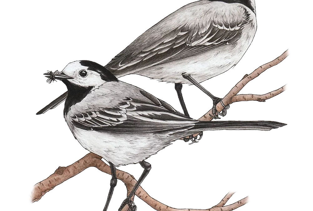 Yellow Project, With Four Images