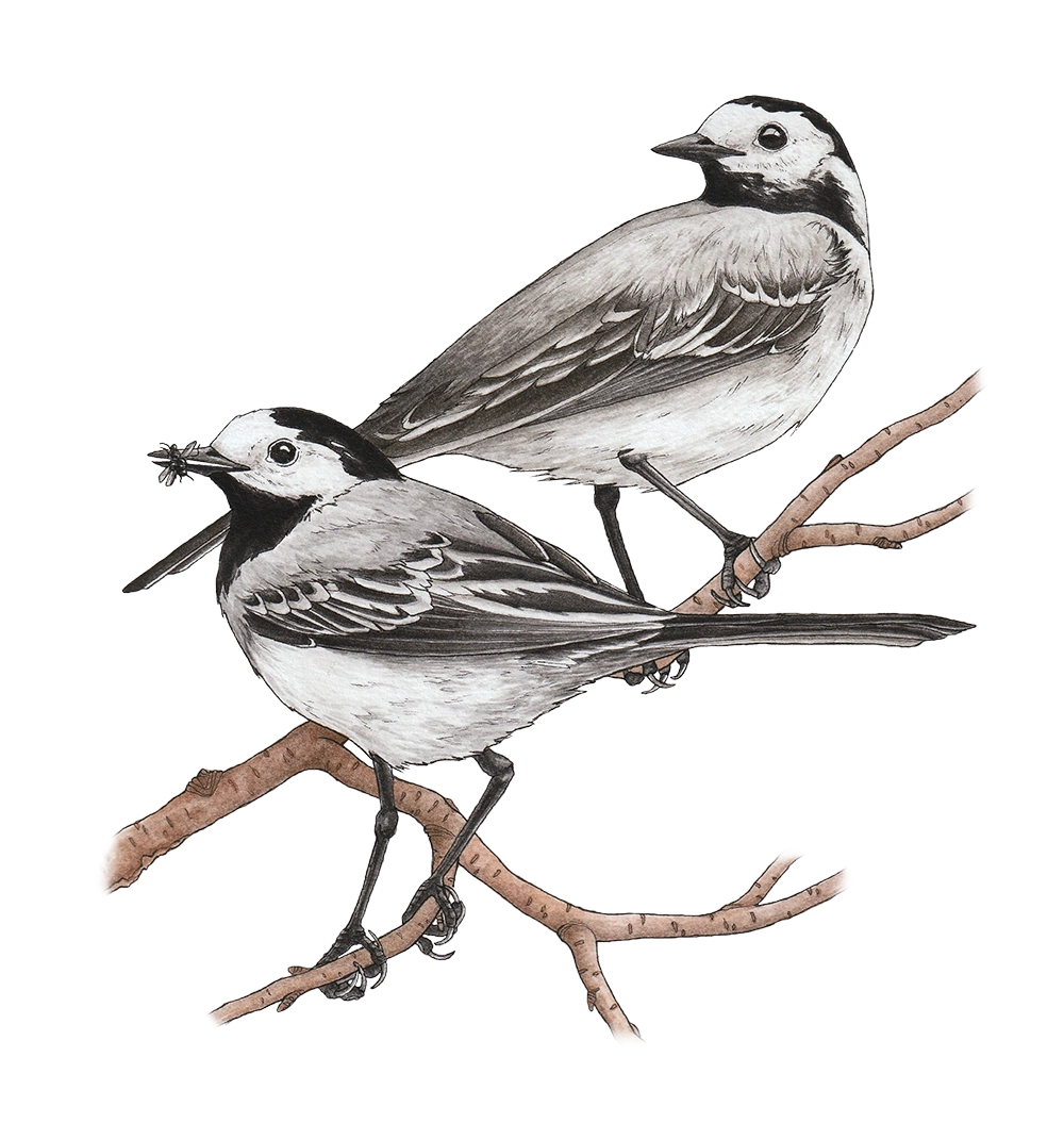 Yellow Project, With Four Images